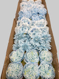 60 PCS All Light Blue Assorted Artificial Flower Heads B – Roses, Peonies, Dahlia